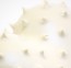 Porzellanherz | echinus | denzherz | closeup